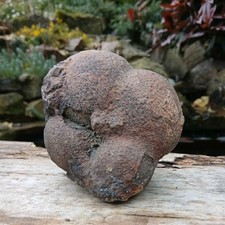 Fossil Crinoid Float Bulb~Devonian Age Morocco~Lobolith Scyphocrinites 