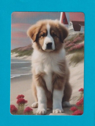 Beautiful single collie pup - single,
