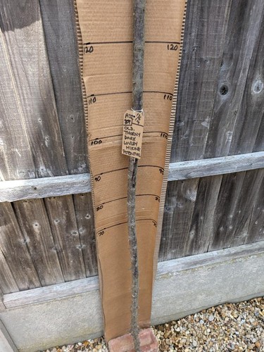 Blackthorn walking stick shank - blackthorn,
