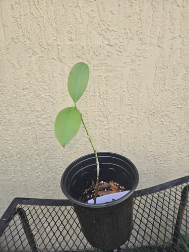 Grafted superior lemon drop - grafted,