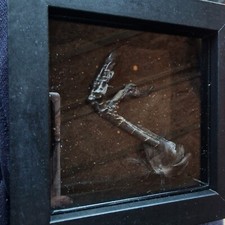 Framed Crow Foot Taxidermy