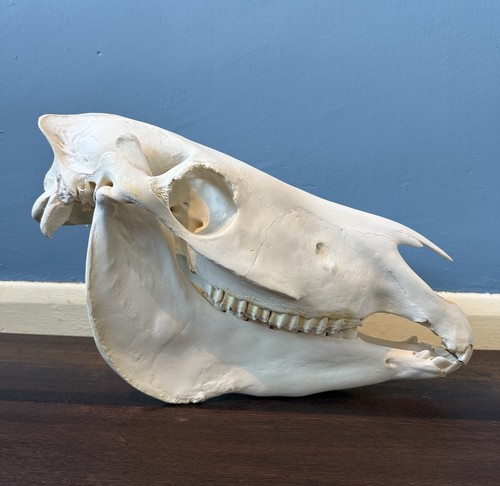 Burchells zebra skull natural - zebra,