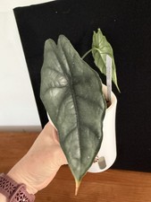 Alocasia Dragons Breath Plant