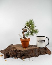 Scots Pine Mame Bonsai Tree | Outdoor Evergreen in Terracotta Bonsai Pot