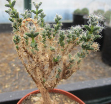 TRICHODIADEMA BULBOSUM - very