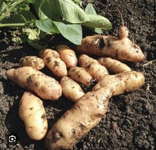 Anya Seed Potatoes - High