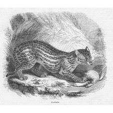 An Ocelot - Antique Print 1856