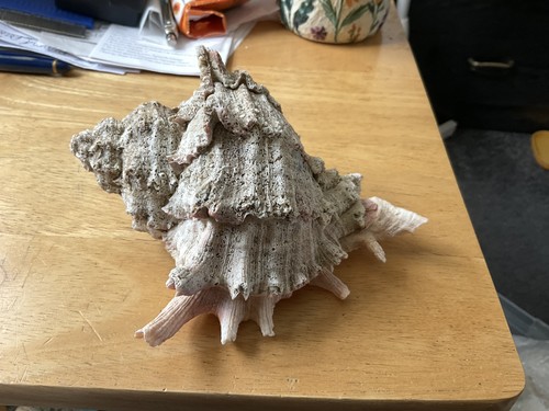 Ramose murex conch - , aka