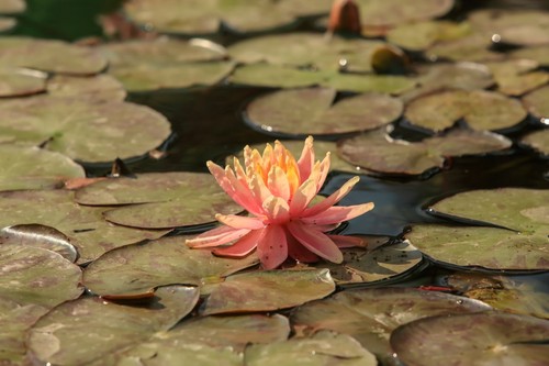 Nymphaea sioux water - lily,