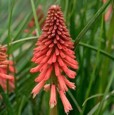 KNIPHOFIA Poco™ ‘Red’ -