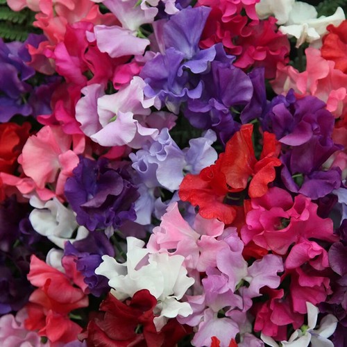 Sweet pea lathyrus odoratus - pea,