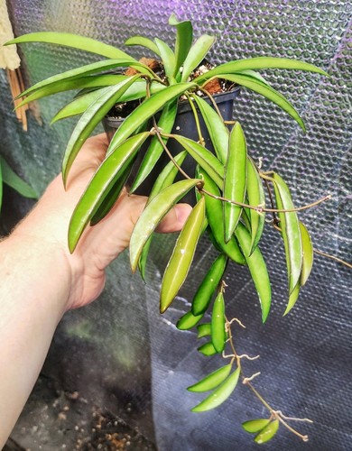 Hoya wayetti indoor - hoya,