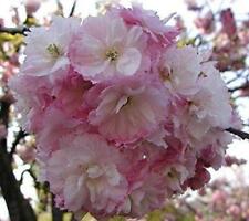 Prunus Pink Perfection Cherry Blossom Tree 6ft Supplied 12L Pot by Directplants