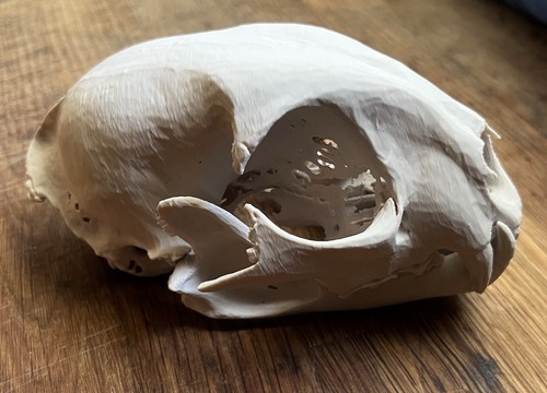 Bobcat skull replica - , 3d
