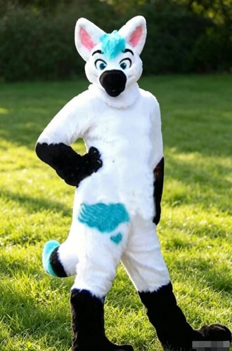 Long fur husky dog - husky, mascot