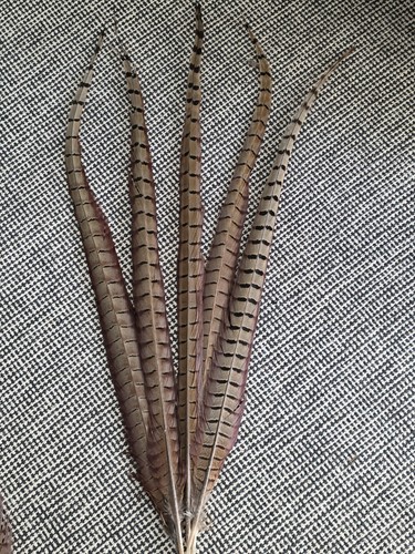 5pcs pheasant tail feathers - 5pcs,