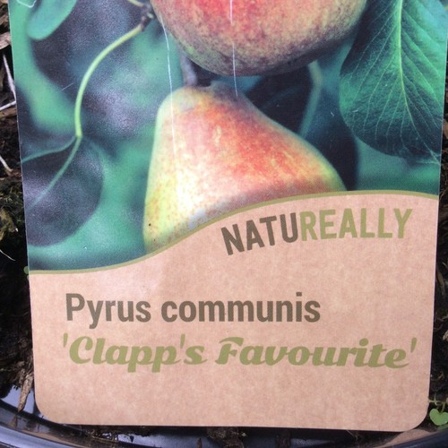 Clapps favourite pear - pear, tree