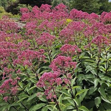 Eupatorium purpureum John Pye