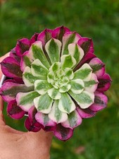 Aeonium Chanel Garnet White