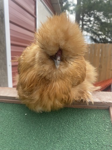 Silkie fertile hatching - +,
