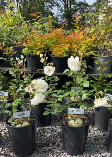 Large litre pot white rose - -,