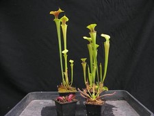 Carnivorous Sarracenia Pitcher