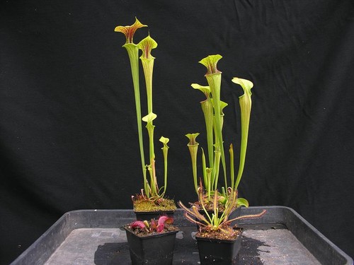 Carnivorous sarracenia pitcher - carnivorous,