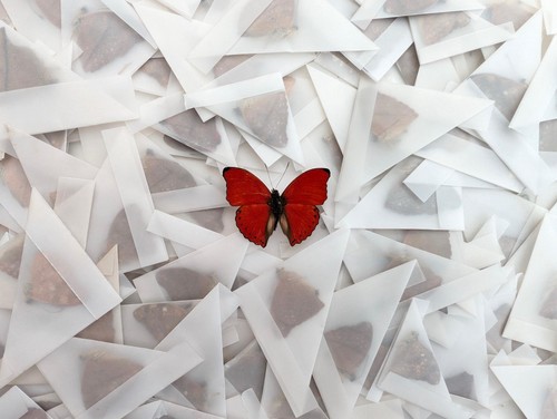 Papered cymothoe sangaris