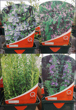 Rosemary herb edible plants