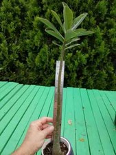 pick your size ! obesum  RARE