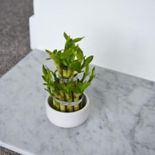 Dracaena lucky bamboo - dracaena,