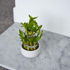 Dracaena 'Lucky Bamboo' - Feng Shui Indoor Plant, 1x 12cm Potted Plant