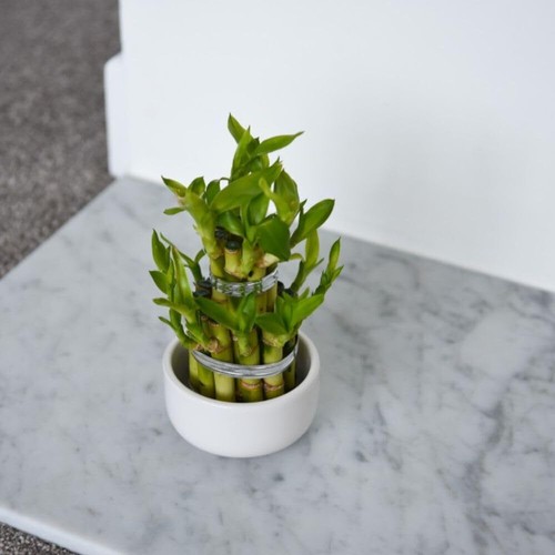 Dracaena lucky bamboo feng - bamboo',