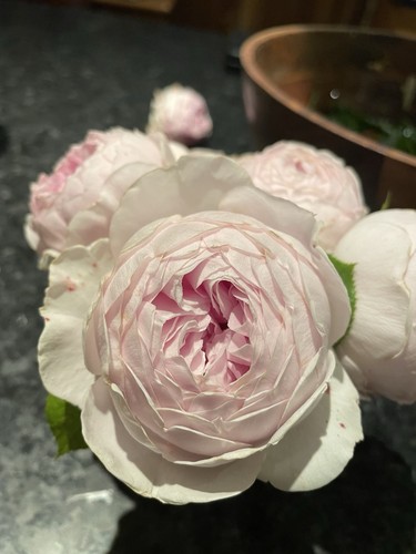 Kordes earth angel - angel, rose