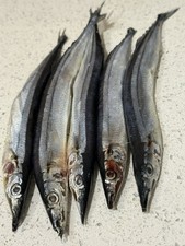 Mini blueys sea fishing - ,