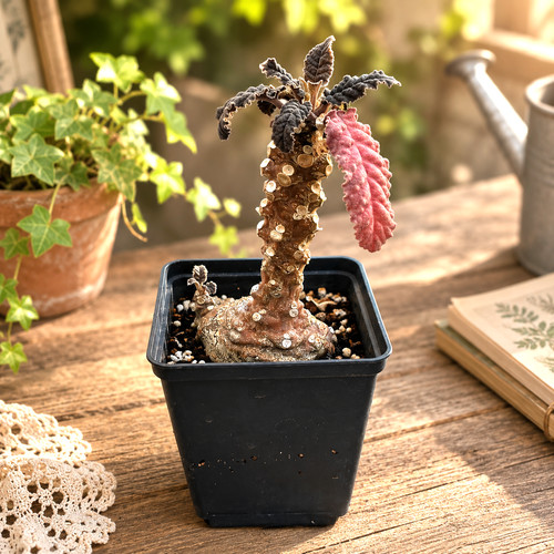 Rare dorstenia lavrani caudex - dorstenia,