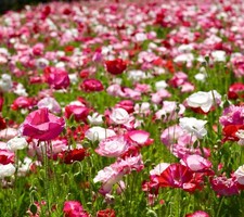 English Poppy Shirley Papaver