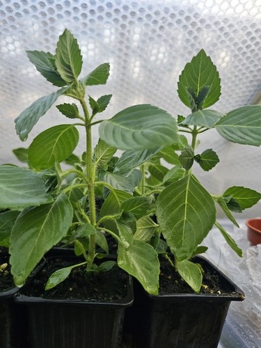 Tulsi holy basil ocimum - holy,