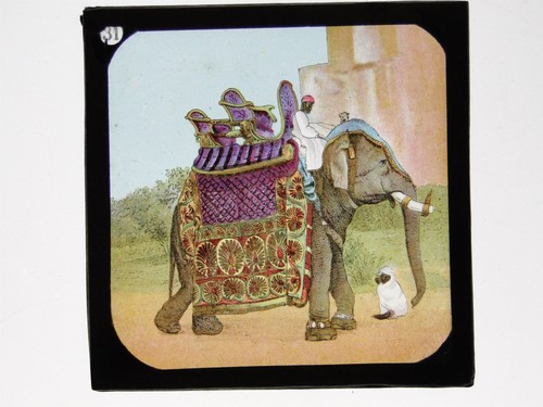 Decorated indian elephant - decorated,