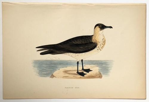 Pomerine skua morris antique - pomerine,