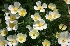 250 CALIFORNIA POPPY IVORY CASTLE SEEDS - ESCHSCHOLTZIA CALIFORNICA 250 SEEDS