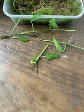 Monstera Obliqua Peru Rooted