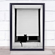 Cat Street Window Blins Blind Pet Animal Black & White Eyes Sitting Print