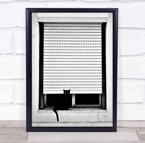 Cat street window blins - street,