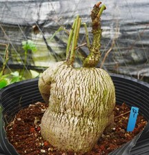 Rare Plant SucculentLive Adenia sp .nova digitata leaf WYSIWYG Boutique Caudex