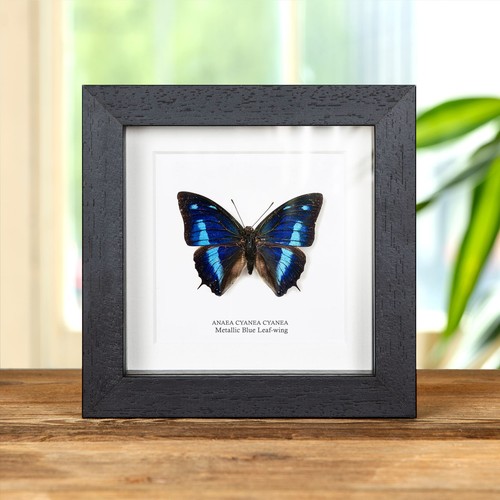 Metallic blue leaf - blue, leaf-wing