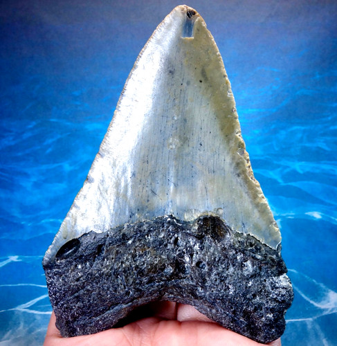 Large serrated megalodon - 4.11",