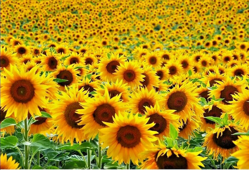 50pcs sunflower giant single - giant,