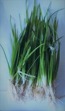  Sagittaria subulata Grass
