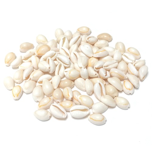 Natural cowrie shell - cowrie,